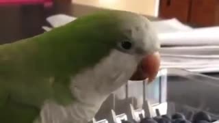 Funny and Smart PARROT