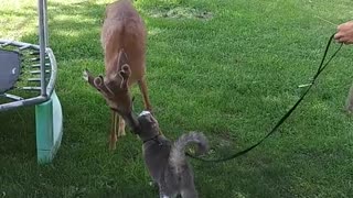 Leo the Cat and Wild Deer are Best Buds