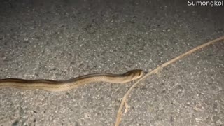 Snake Crossing the Road Doesn't Like Being Touched