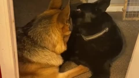 Doggy best friends show each other some unconditional
