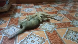 Fighting between sibling cats is always fun to watch!
