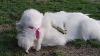 White puppy playing with large white dog ears grass