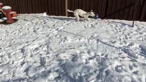 Dog try’s to get human to chase her