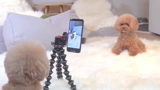 This puppy is making a video with another puppy!!