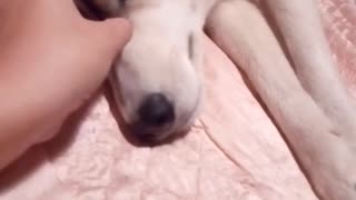 Vocal husky yells at owner for more scratches