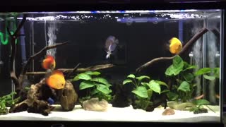 My Discus fish aquarium