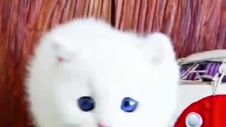 lovely and cute little cat video
