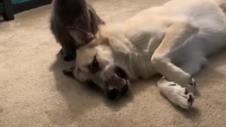 Hilarious cat wakes up sleeping dog for playtime