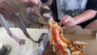 Kitty Pounces on Pizza and Won't Let Go