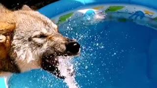 Slow motion of puppy playing with water