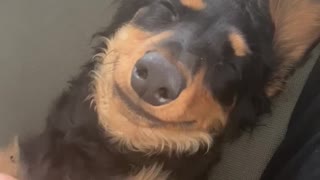 Dog Smiling While Receiving Belly Rub