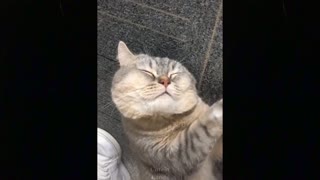 funny pets can't stop laughing