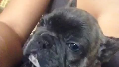 Tucker the Frenchie doesn't want to go to sleep