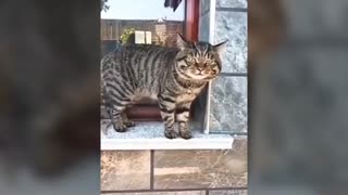Cats Talking english - very funny compilation
