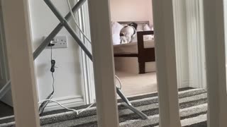 Dog does zoomies around the house