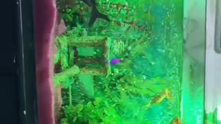 Aquarium golden fish 🐠