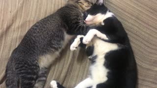 Cats Caught Cuddling