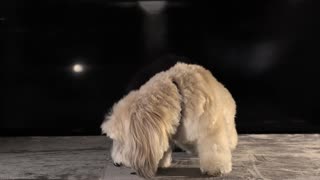 Beautiful dog/puppy cute video