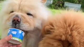 Big fluffy dogs start their weekend with some ice cream