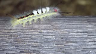 Strange looking caterpillar takes a walk on the catwalk.