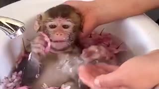 monkey taking a bath