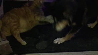Dog and Cat playfight Funny