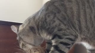 Cat hilariously tries to take out hair tie