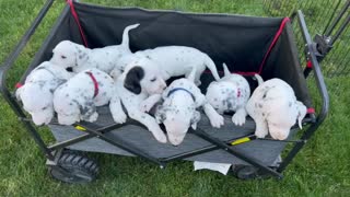 Litter of Dalmatian puppies play in a wagon