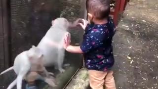 Kid Fights with A monkey