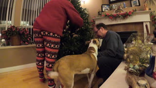 Needy pup helps owner prepare Christmas tree