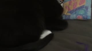 Cat Makes Hilarious Sound