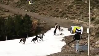Wild Horses Run Around Pistes At Empty Ski Resort