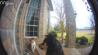 Dogs Ringing Video Doorbell