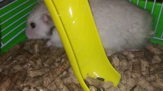 A hamster named Sonia is very angry