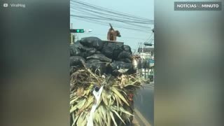 Cão surfa em caminhão pelas ruas de Bangkok