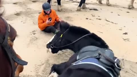 Horse tosses human off him so he can roll in the sand