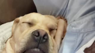Doggy Uses Face Skin as a Pillow