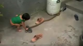 Child Playing with King Cobra Snake Amazing