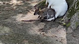 Joey Climbs Into White Wallaby's Pouch