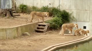 Lion Mom knocks cub into the water
