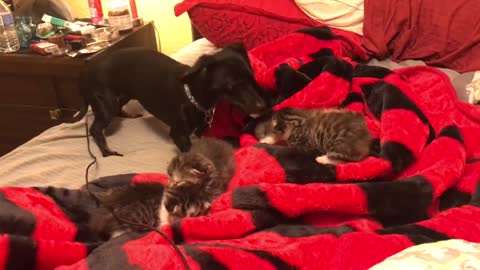 Dulce Dachshund se enamora de unos gatitos recién nacidos en cuanto los ve