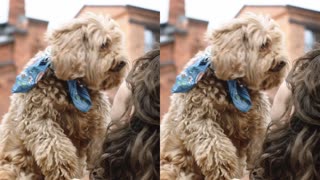 Sweet Dog Gives Kisses After Waking Up