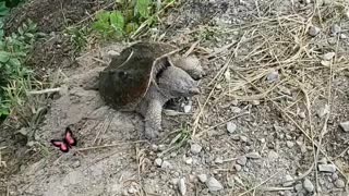 Most unusual turtle I've seen