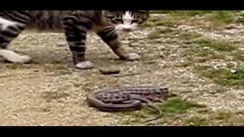 Cat vs snake real fight video😯