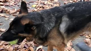 German Shepherd totally unfazed by leaf blower