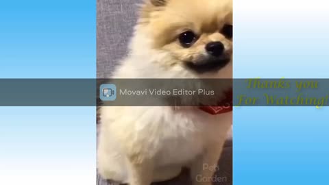 Cute Pet Animals Videos Compilation | Cute and Funny Moment of the pets | Aww | Funny | Cute