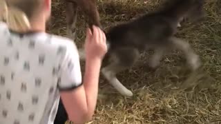 Small grey horse with big brown horse startles little blonde girl