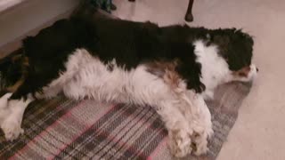Snoring spaniel