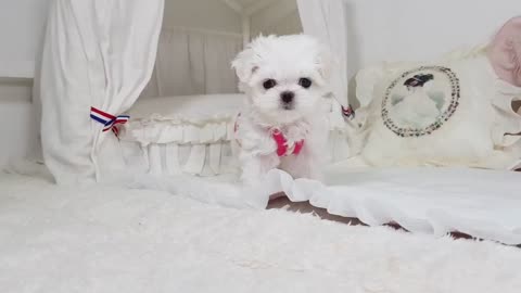 Teacup Maltese Puppy Video Compilation