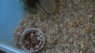 Amazing Review Before Buy Home Hedgehog